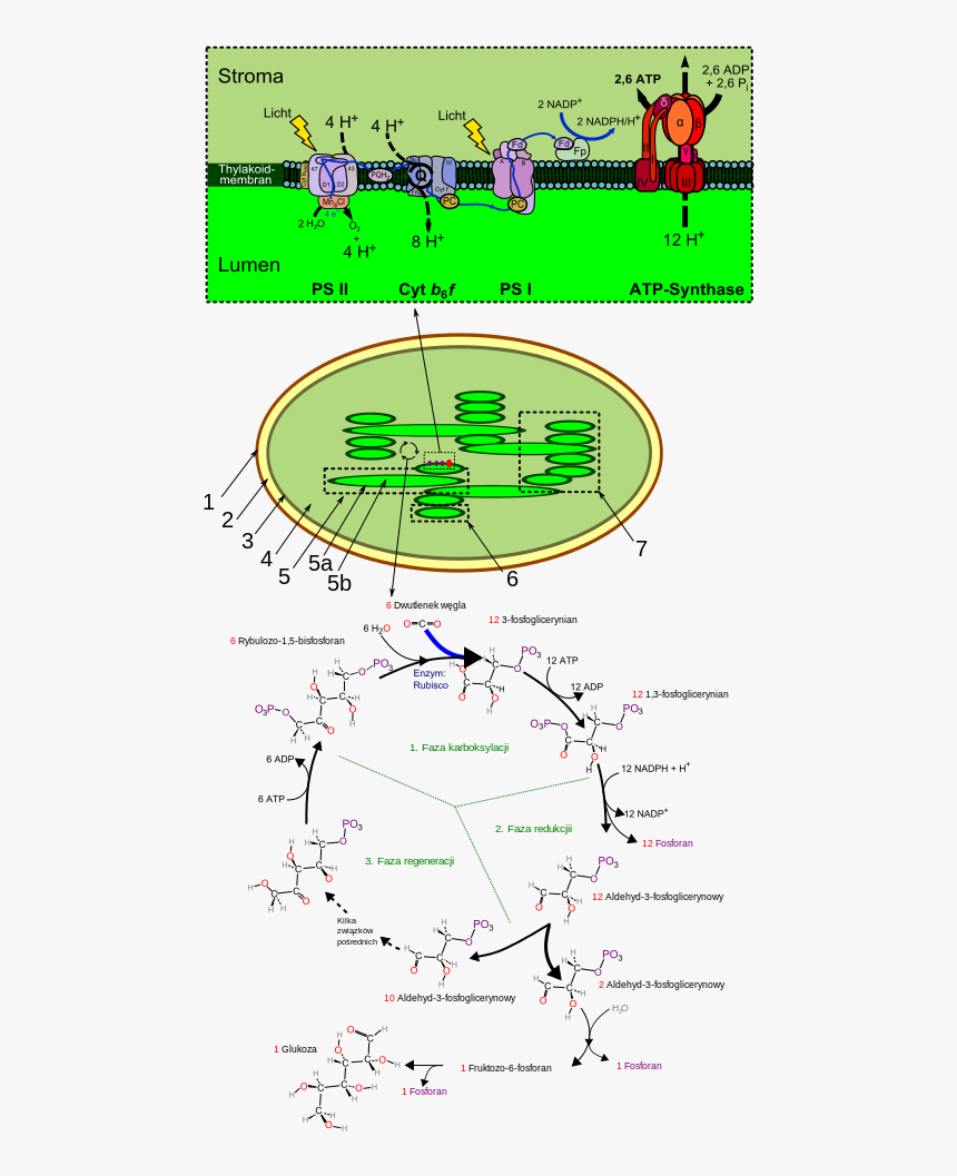 Transparent Photosynthesis Png - Photosynthesis Svg, Png Download, Free Download