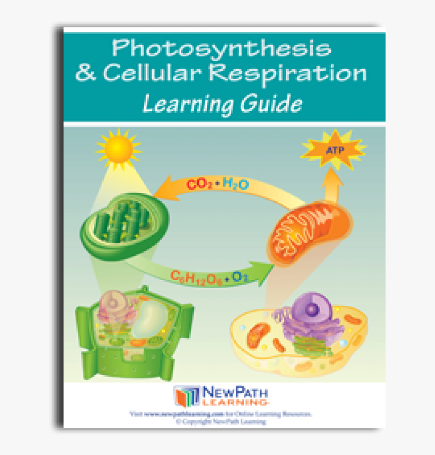Poster About Relationship Between Photosynthesis And, HD Png Download, Free Download