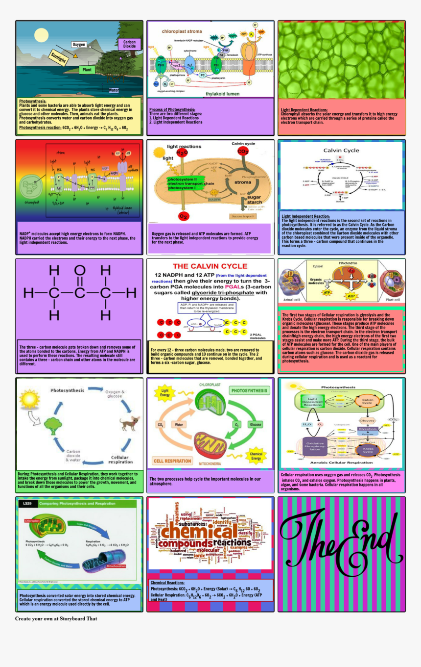 Light Dependent Reaction Storyboard, HD Png Download, Free Download