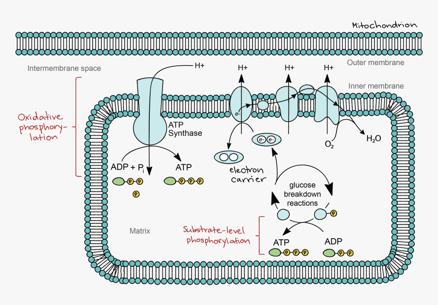 Glucose Drawing Photosynthesis - Electron Transport Chain Location, HD Png Download, Free Download