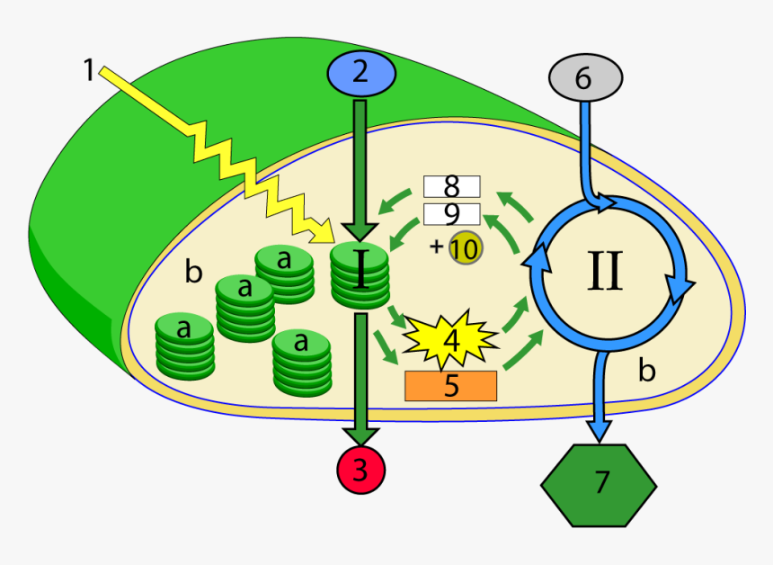 Cellular Respiration In Autotrophs, HD Png Download, Free Download