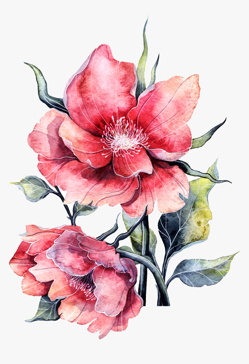 Bloom Flower Peony Rose Watercolor Paper Full Clipart - Rose Pinj Blooms Painting, HD Png Download, Free Download