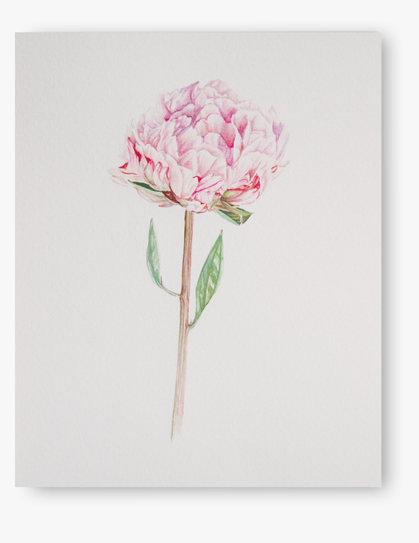 Peony - Common Peony, HD Png Download, Free Download