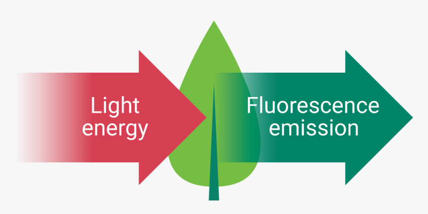 Diagram Of Chlorophyll Fluorescence - Graphic Design, HD Png Download, Free Download