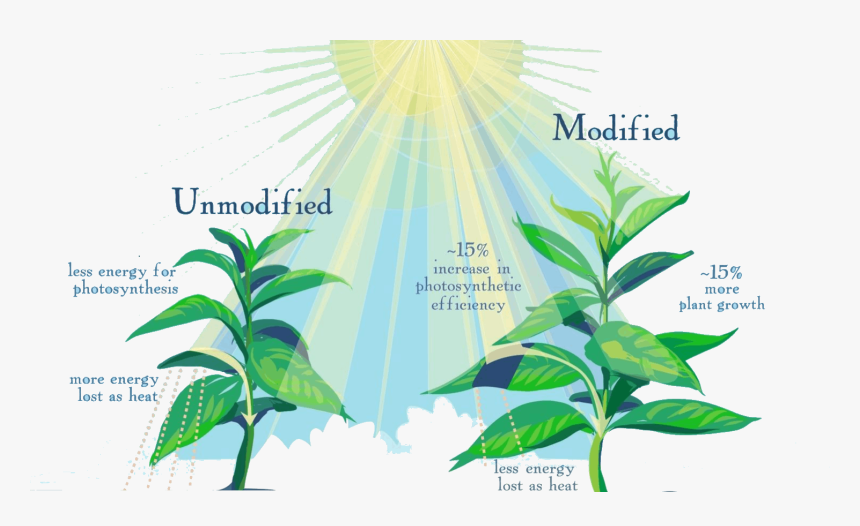 Photosynthesis For Fast-growing Crops - Photosynthesis Crops, HD Png Download, Free Download