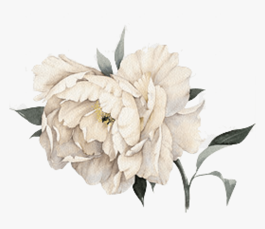 Cropped Peony - Transparent Watercolor White Flower, HD Png Download, Free Download