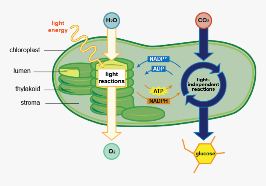 Photosynthesis Reactions In The Chloroplast, HD Png Download, Free Download