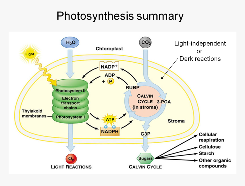 Https - //www - Studyblue - Com - Summary Of The Chemical Process Of Photosynthesis, HD Png Download, Free Download