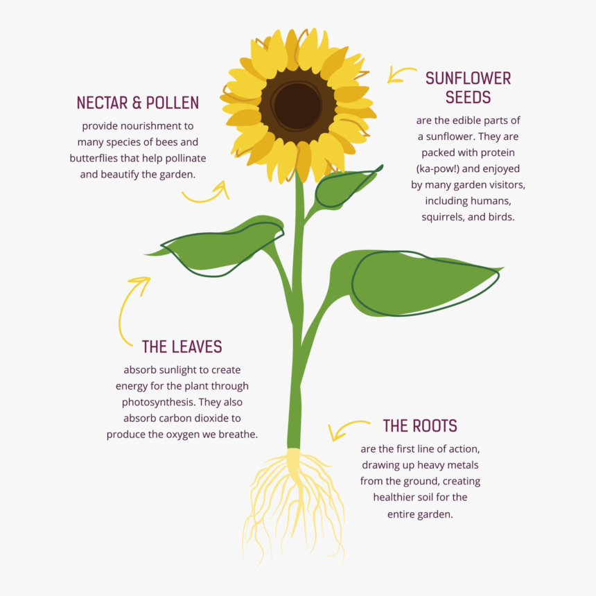 Collection Of Free Photosynthesis Drawing Easy Download - Parts Of Sunflower Nectar, HD Png Download, Free Download