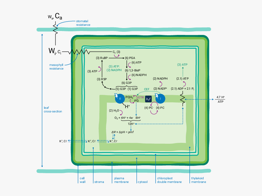Licor Photosynthesis How Does It Work, HD Png Download, Free Download