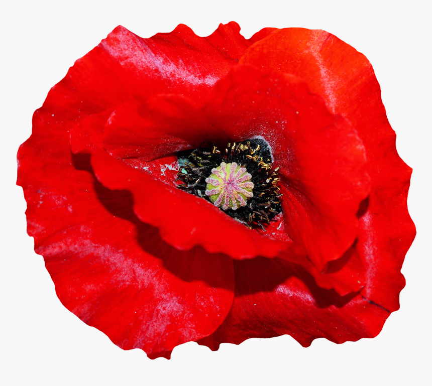 Poppy Flower Png Image, Transparent Png, Free Download