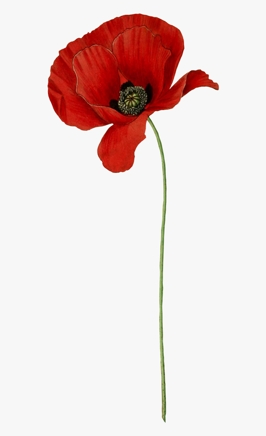 Poppy Long Stem - Poppy Transparent, HD Png Download, Free Download