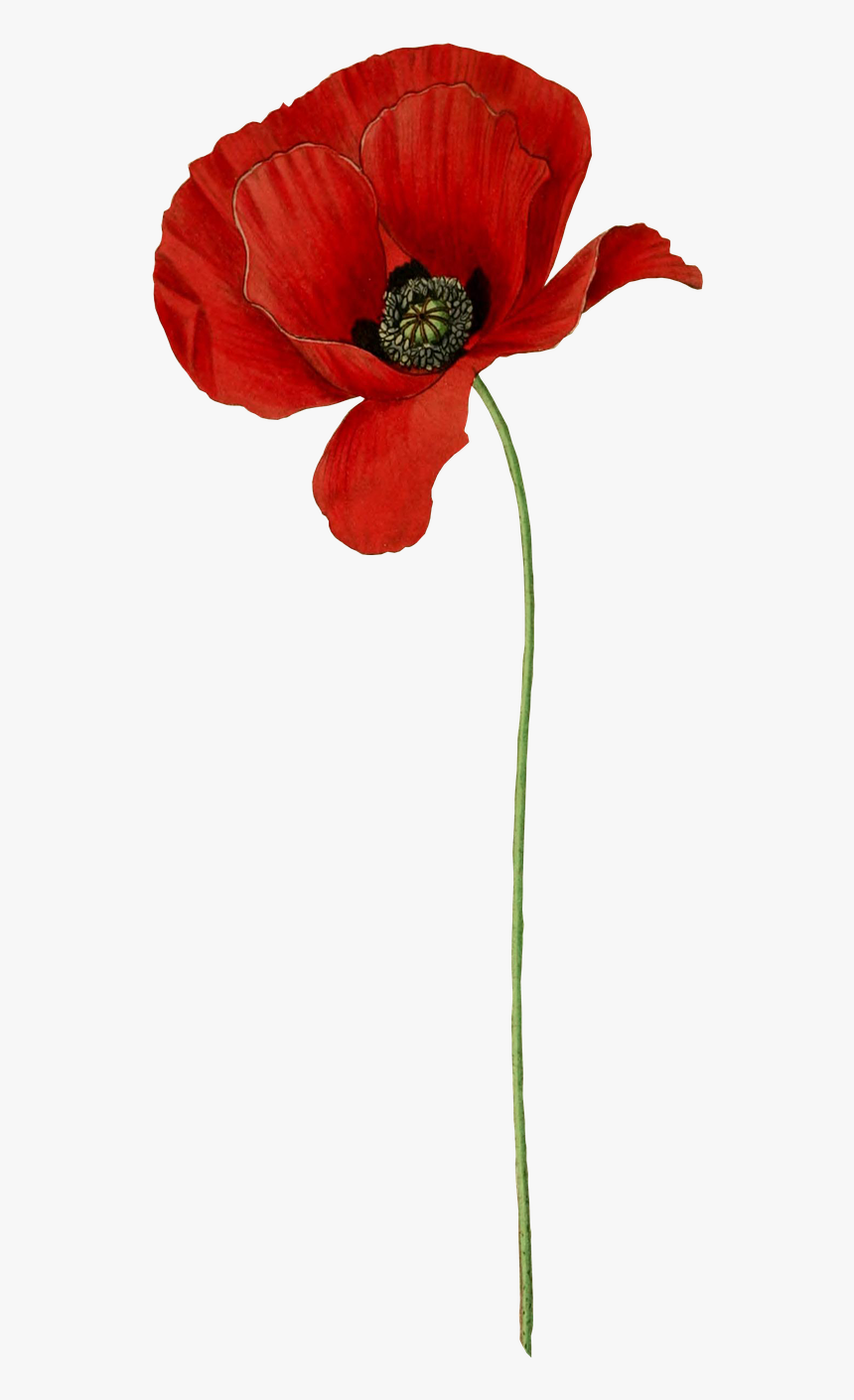 Poppies png. Мак Поппи. Поппи цветок. Мак цветок. Маки на прозрачном фоне.