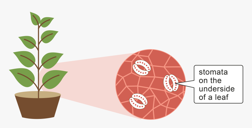 Role Of Leaves In Photosynthesis, HD Png Download, Free Download