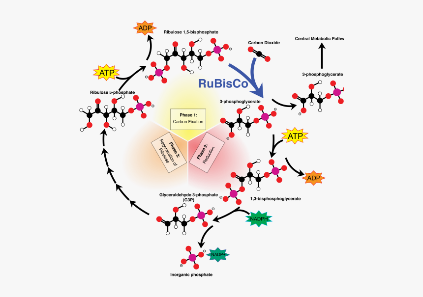 Calvin Cycle, HD Png Download, Free Download