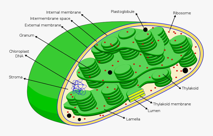 Chloroplast - Dna In Chloroplast, HD Png Download, Free Download