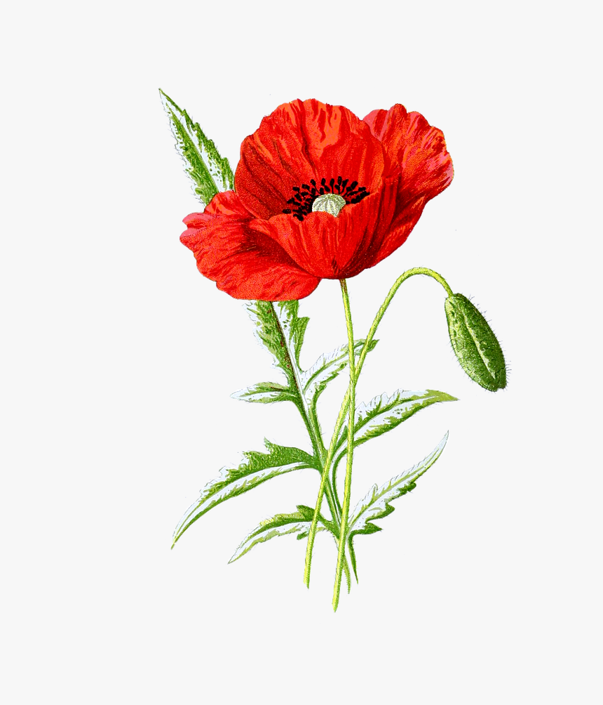 Poppy Flower Drawing Png / Check out inspiring examples of poppies ...