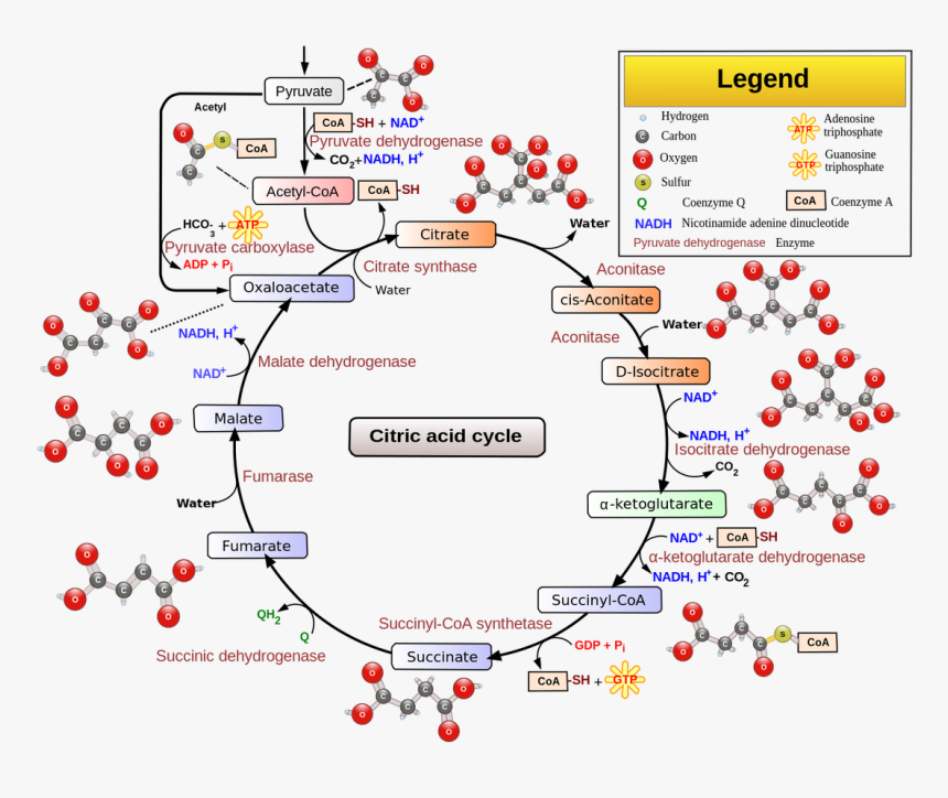 Picture - Citric Acid Cycle And Electron Transport Chain, HD Png Download, Free Download