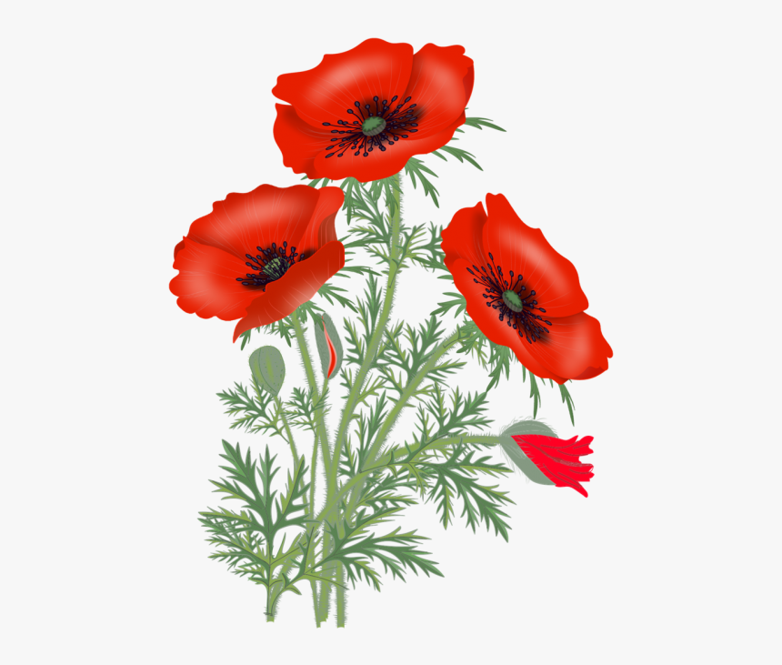 Transparent Background Poppies Png, Png Download, Free Download