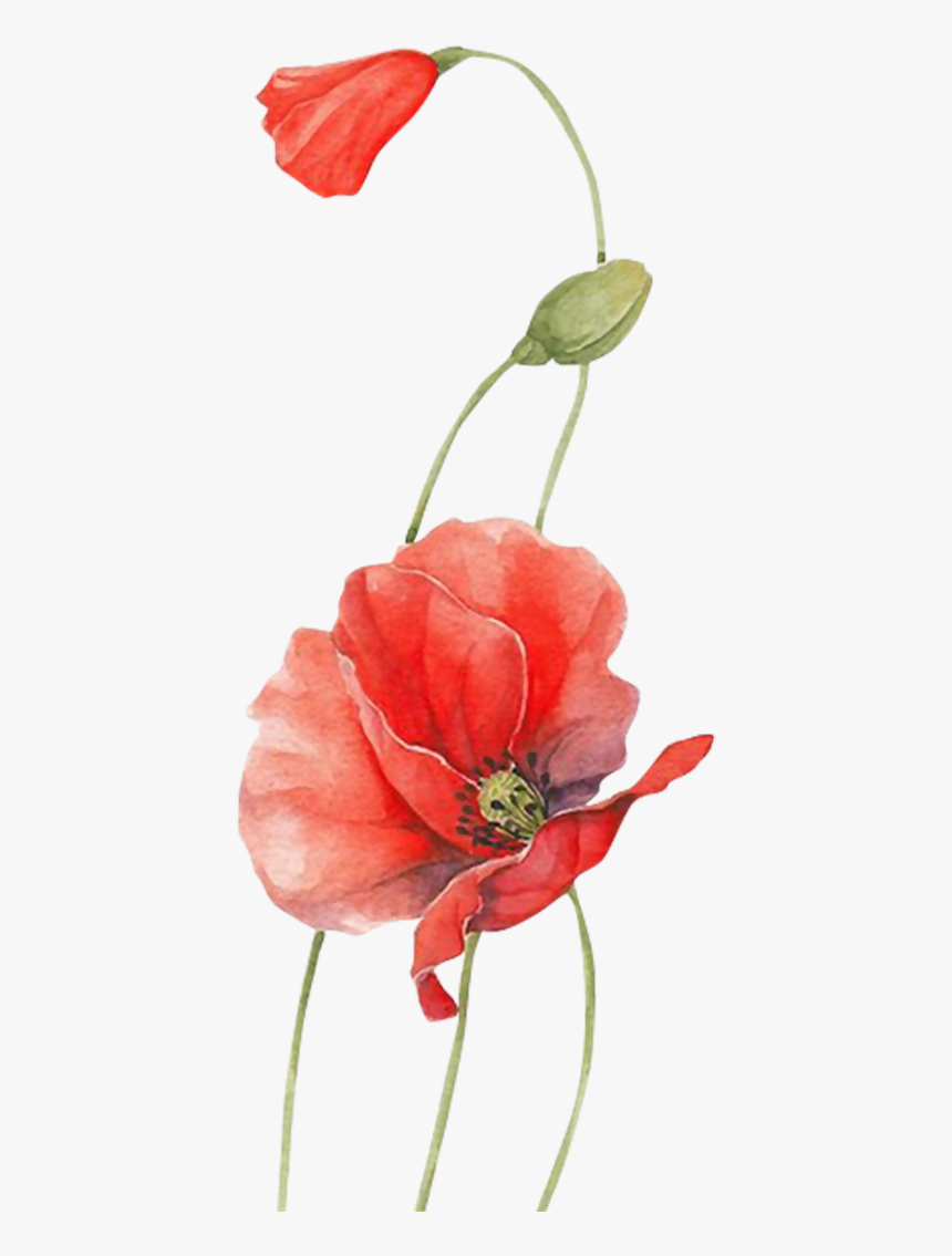 Poppy Watercolour Flowers Red - Flower, HD Png Download, Free Download