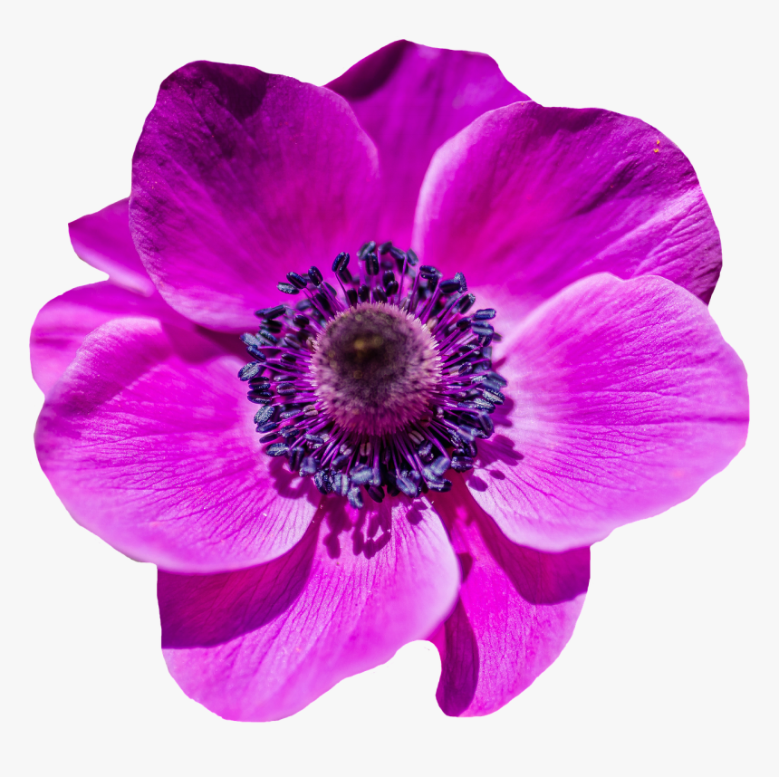Purple Poppy Flower Png, Transparent Png, Free Download