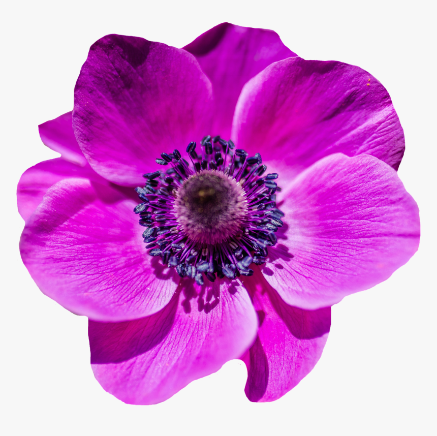 purple poppies