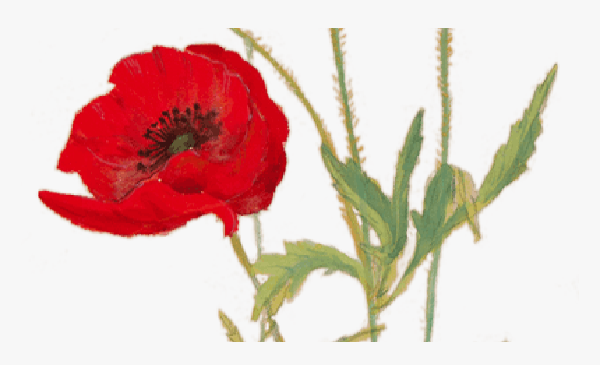 Poppies For Remembrance - Corn Poppy, HD Png Download, Free Download