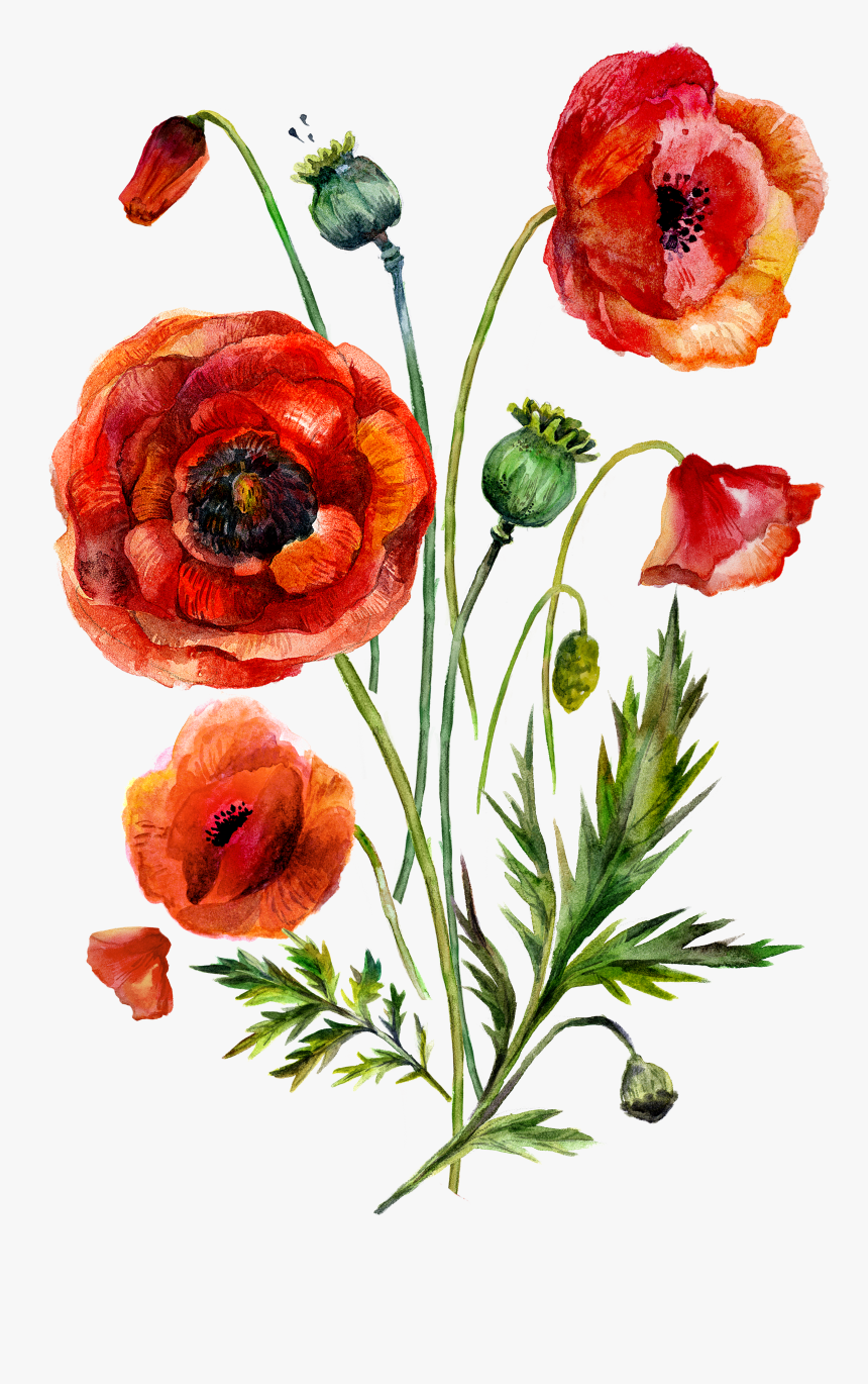 Clip Art Watercolor Painting Common Flowers, HD Png Download, Free Download