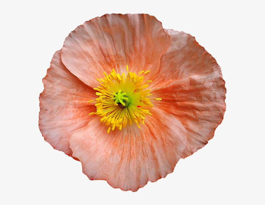 Corn Poppy, HD Png Download, Free Download