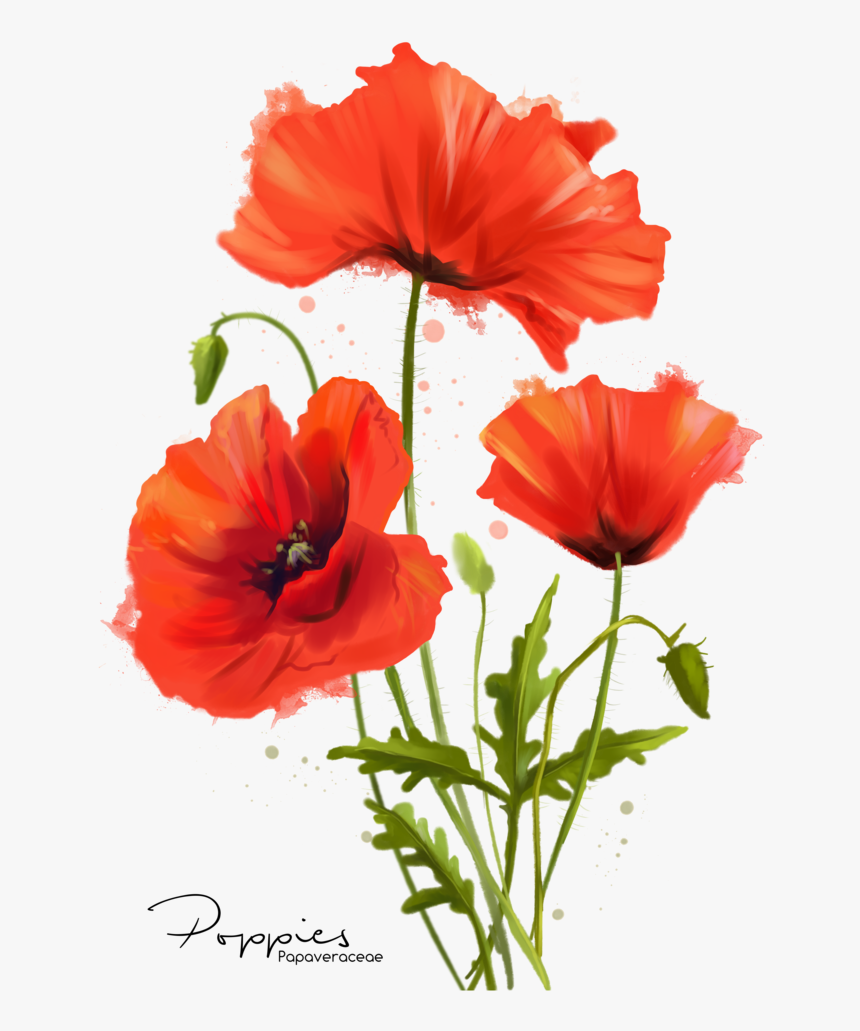 Clip Art Poppy Flower Painting - Poppy Flower Watercolor, HD Png Download, Free Download