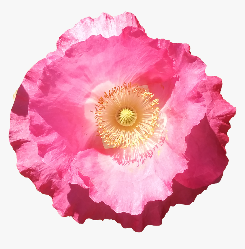 Flower, Poppy, Pink, Summer, Flowers Isolated - Pink Flower Isolated, HD Png Download, Free Download