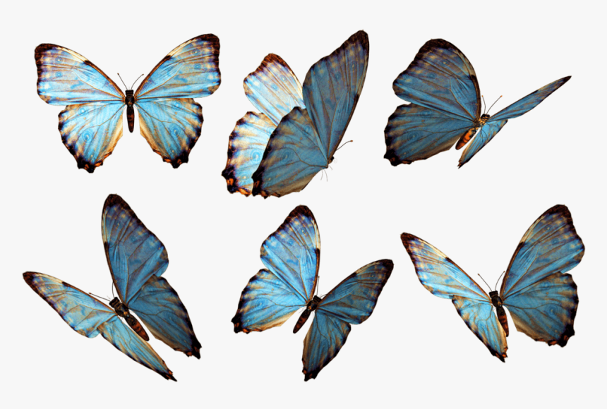 Grupo De Mariposas Azules - Butterflies Png, Transparent Png, Free Download