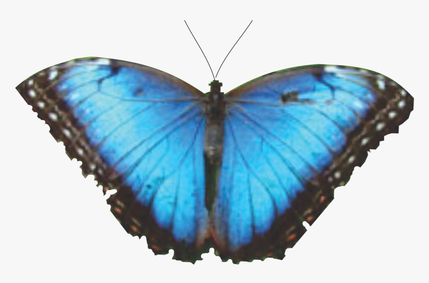 Morpho, HD Png Download, Free Download