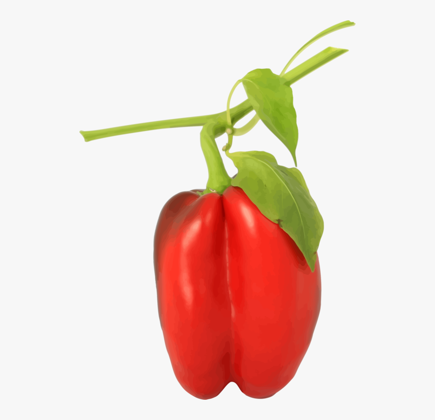 Bell Pepper,natural Foods,peperoncini - Bell Pepper Plant Png, Transparent Png, Free Download