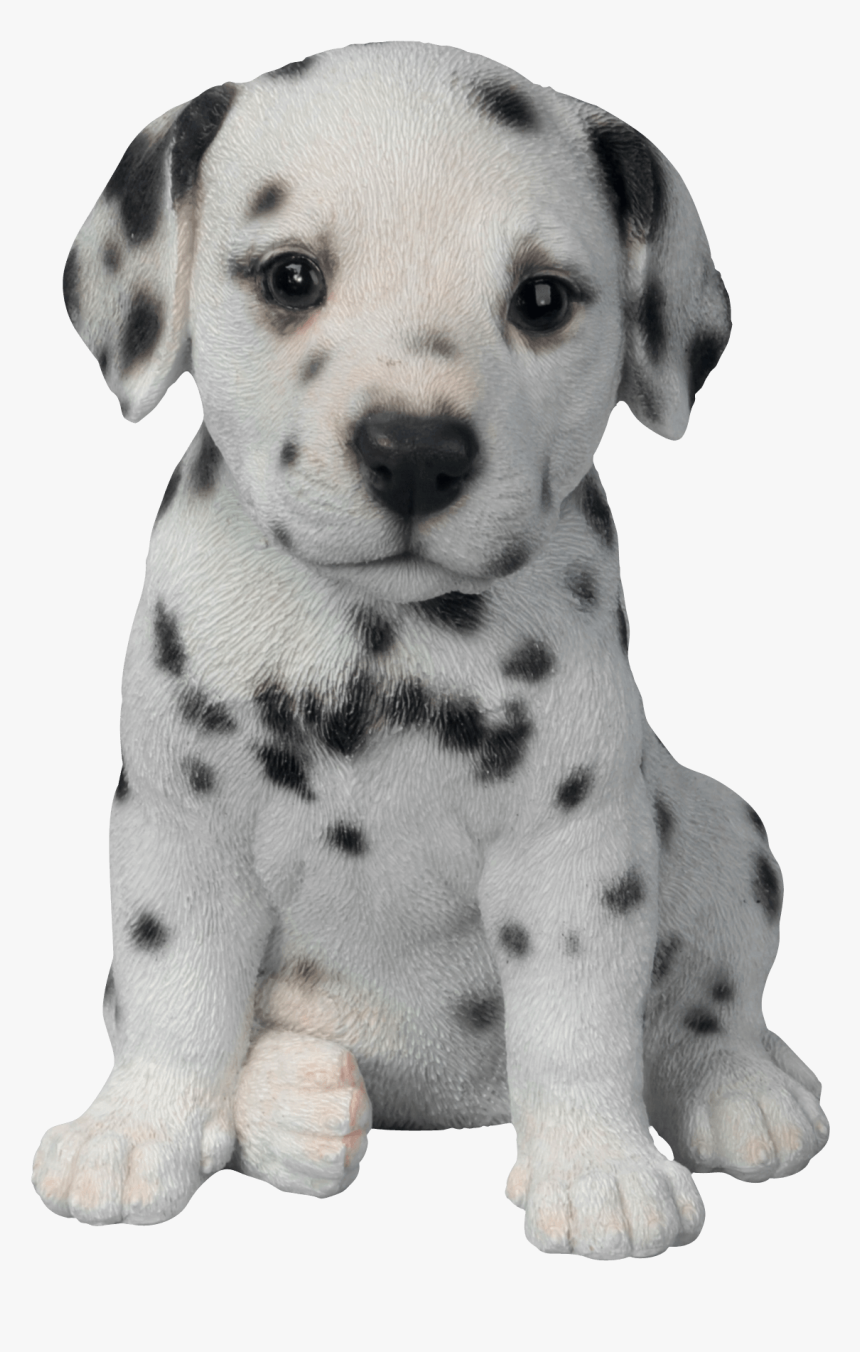 Dálmata Perrito - Dalmata Cachorro Png, Transparent Png, Free Download