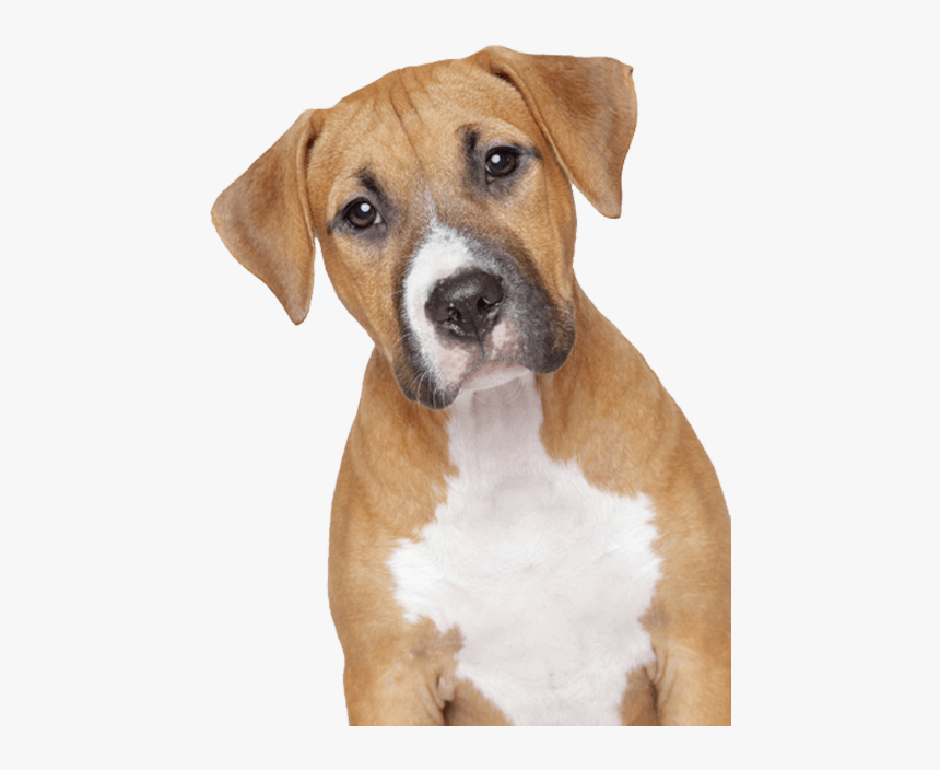 Perro Triste - Transparent Background Dog Png, Png Download, Free Download