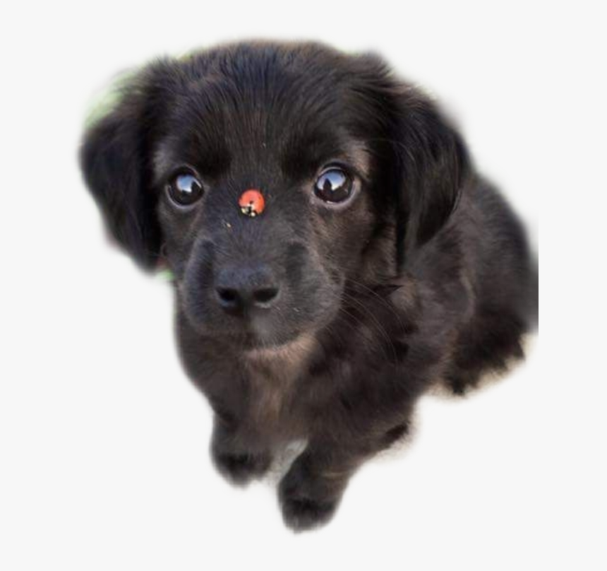 Transparent Perrito Png - Puppy With Ladybug, Png Download, Free Download