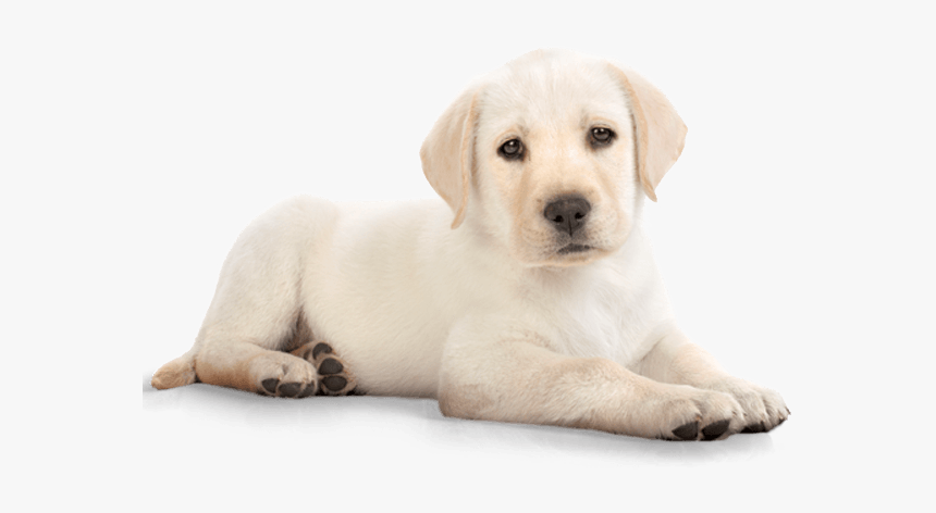 Cachorro Labrador - Golden Retriever Puppy Png, Transparent Png, Free Download