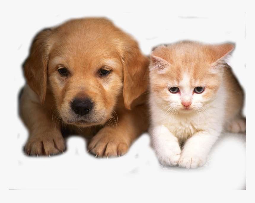 Transparent Perrito Png - Filhotes De Cachorro E Gato Juntos, Png Download, Free Download