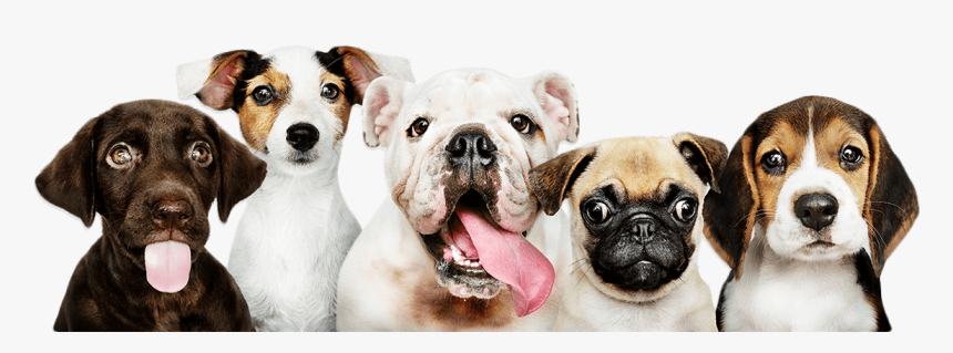 Perritos - Dogs Png, Transparent Png, Free Download