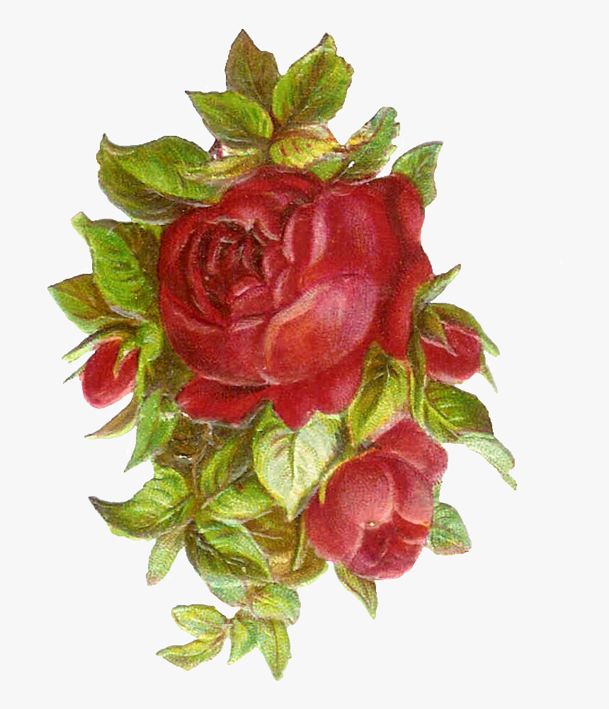 Transparent Pink Rose Clipart - Free Printable Clipart Vintage, HD Png Download, Free Download