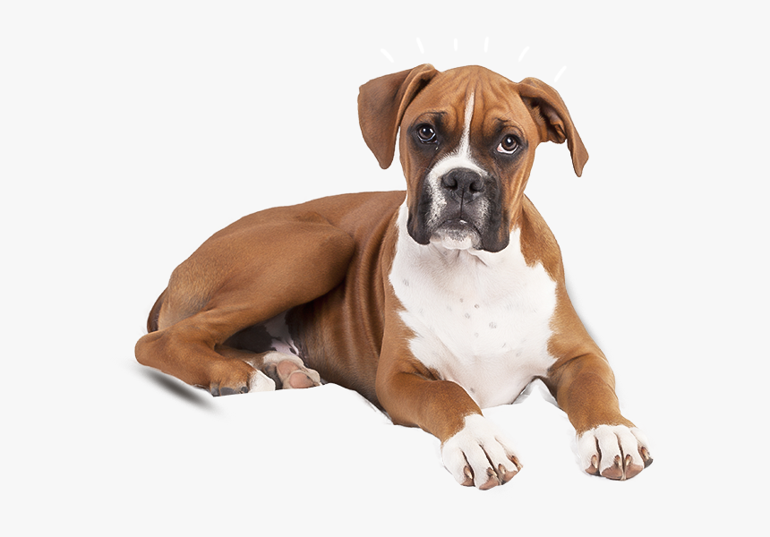 Boxer Dog, HD Png Download, Free Download