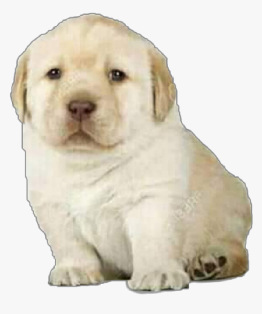 #perro #cachorro #meme #moda - Perro De Los Stickers, HD Png Download, Free Download