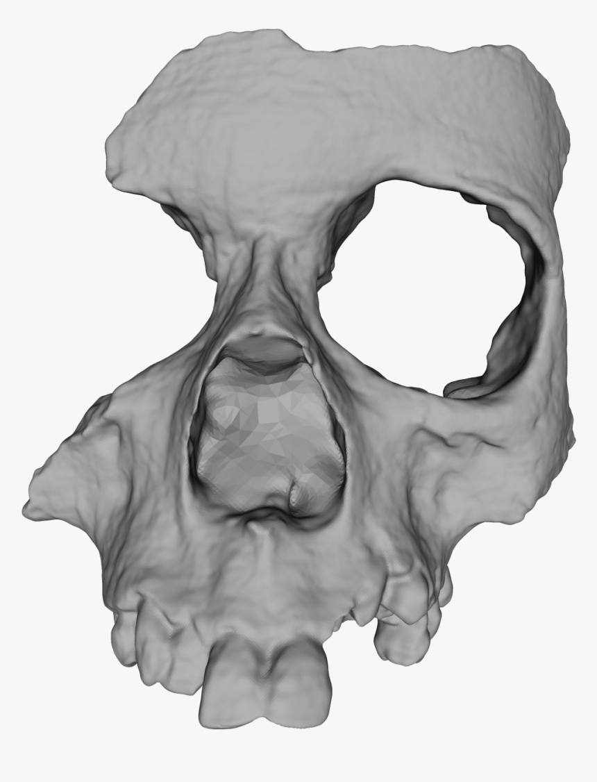 Blog-0130152001439479427 - Skull 3d Png, Transparent Png, Free Download