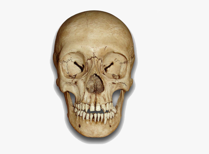 Skeleton Head Png File - Human Skull Front Png, Transparent Png, Free Download