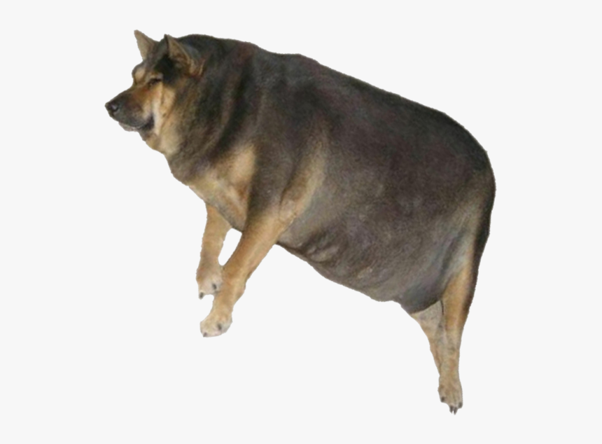 Transparent Perrito Png - Perrito Super Gordito Png, Png Download, Free Download