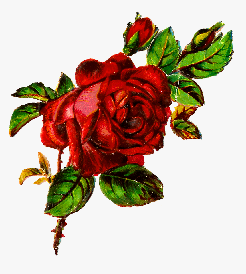Rose Clipart Botanical - Grunge A Rose Transparent, HD Png Download, Free Download