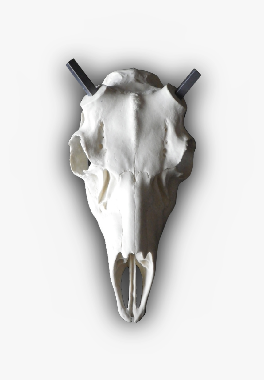 Skull, HD Png Download, Free Download