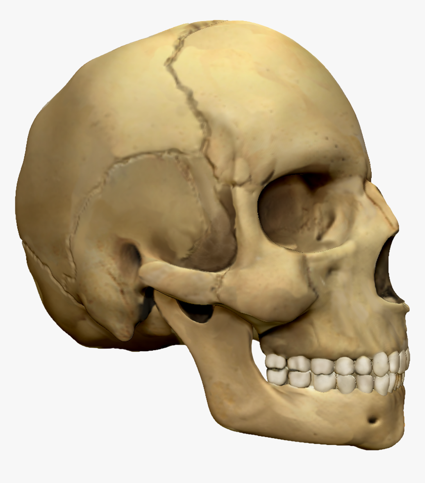 Transparent 3d Skull Png - Skull, Png Download, Free Download