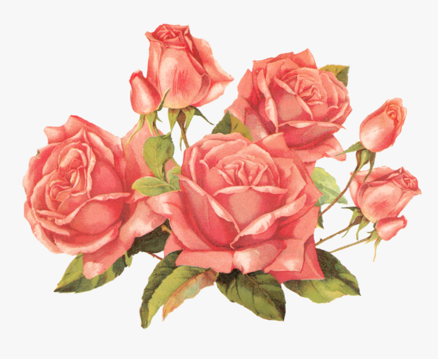 Peach - Roses Vintage Png, Transparent Png, Free Download